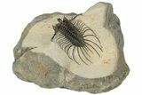 Spiny Quadrops Trilobite - Top Quality #189961-1